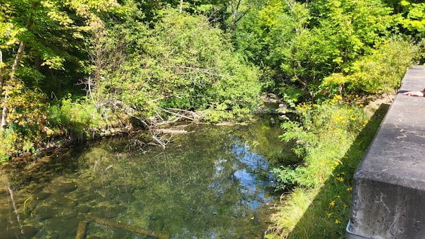 With N.S. brooks and streams drying up, some fish are struggling