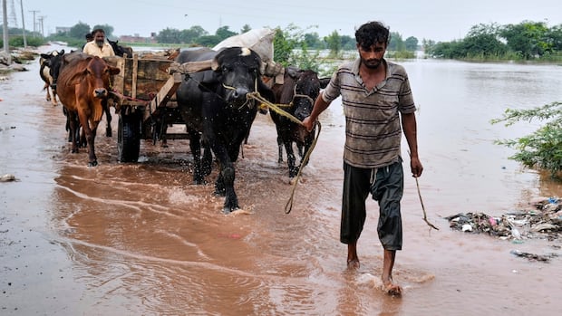 Local groups rally to provide relief to people in Pakistan amid 'devastating'floods | CBC News