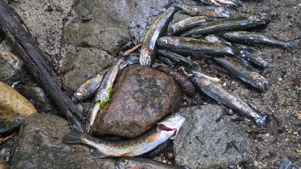 Fish lie dead in a rocky creek