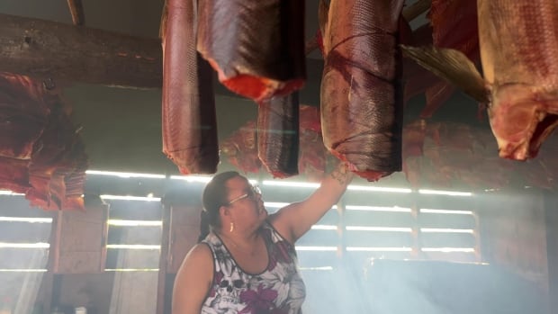 Georgina Alexis examines the salmon hanging in her mother-in-law's smokehouse in the village of Tachie. 