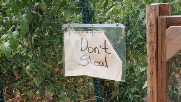 Barrhaven food bank garden raided twice last month
