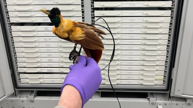 Rare bird finds a roost in Gatineau after long, mysterious journey