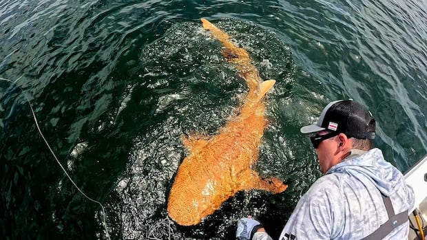 This bright orange shark has shocked and delighted scientists