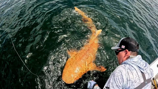 Sports fishermen off the coast of Costa Rica caught, then promptly released, a rare bright orange nurse shark in August 2024. A man leans over the edge of a boat and looks at a bright orange, creamsicle-coloured shark swimming just beneath the surface of the water.