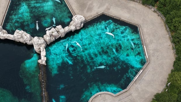 marineland-niagara-2025-drone-aerials.jpg