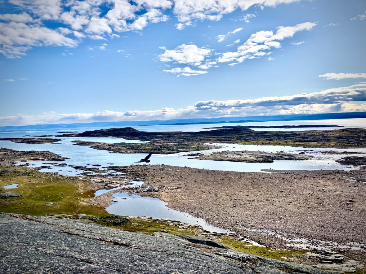 A bird flies on the landscape near the shore