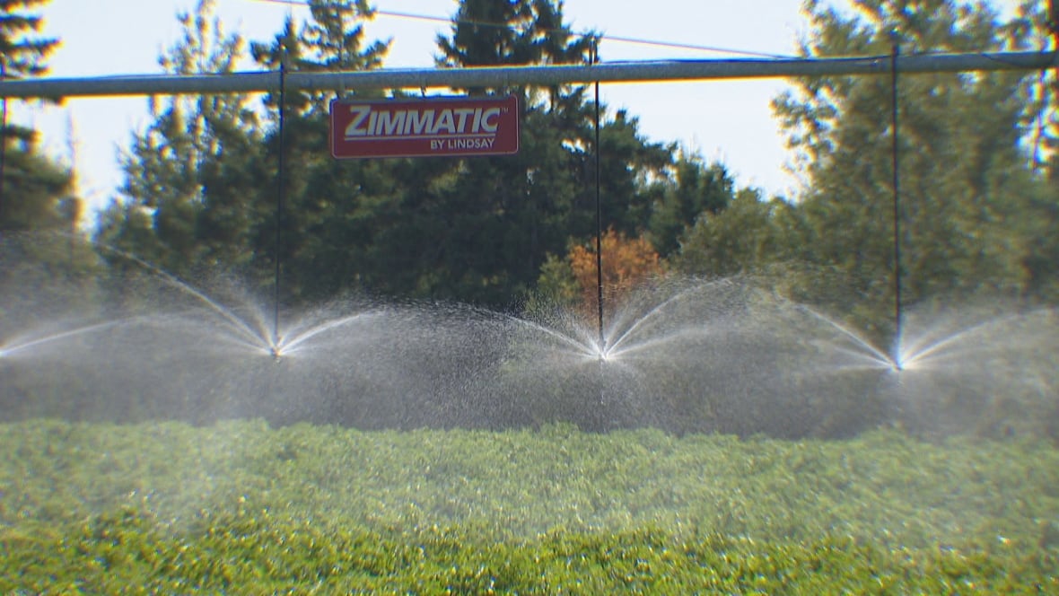 An irrigation system sprays water over a field of green plants