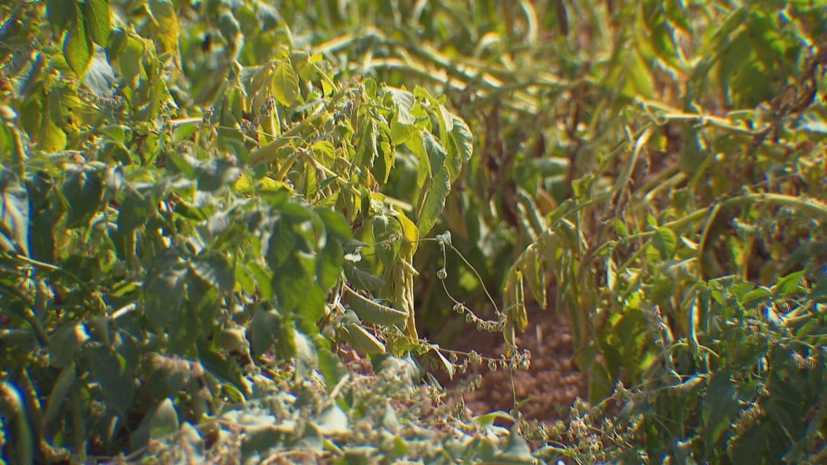 A row of green potato plants in a field with dry soil visible.