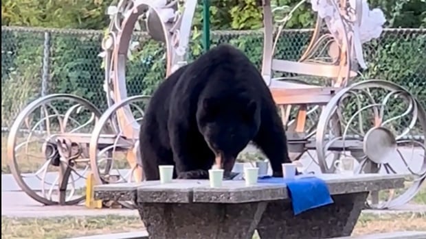 A bear on top of a picnic table.