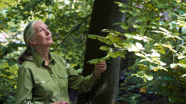 Jane Goodall stands in forest looking up at trees