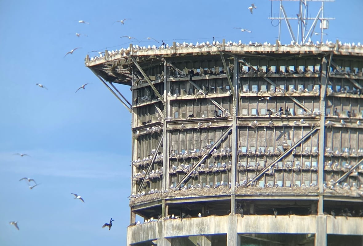 A cold war era looking building with windows around the top floors appears infested with birds nesting all over it. 