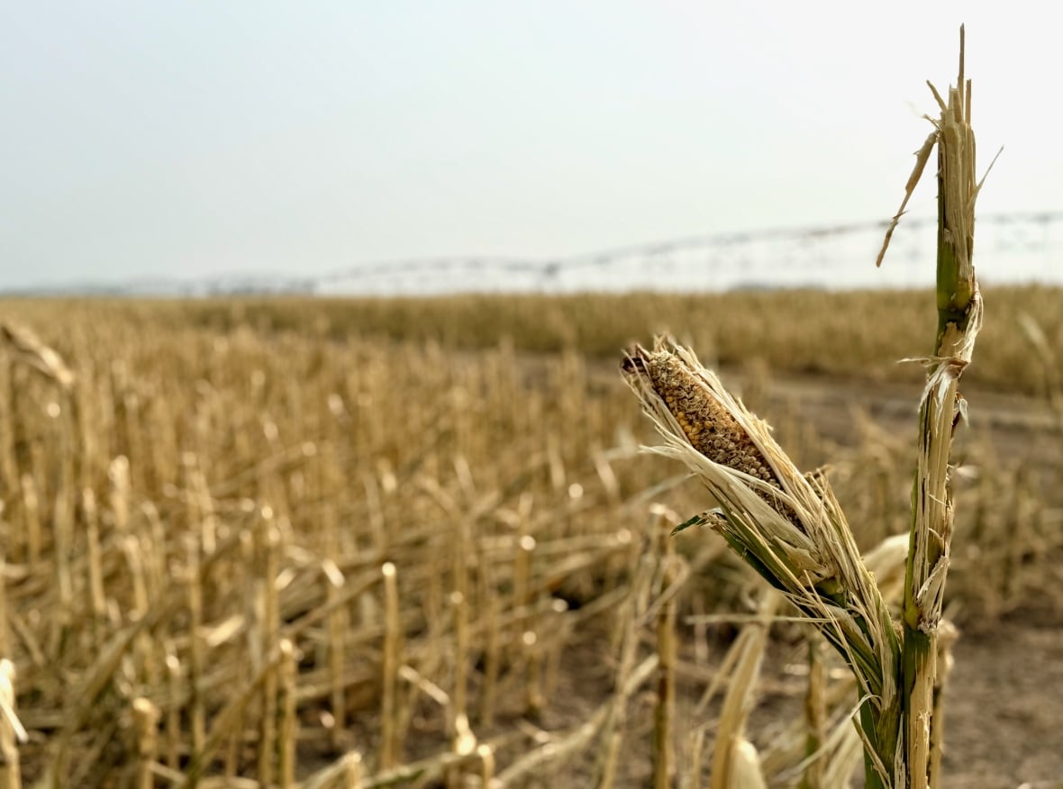 A cob of shattered and dry corn is shown in front of a corn field cut by hail on August 20.