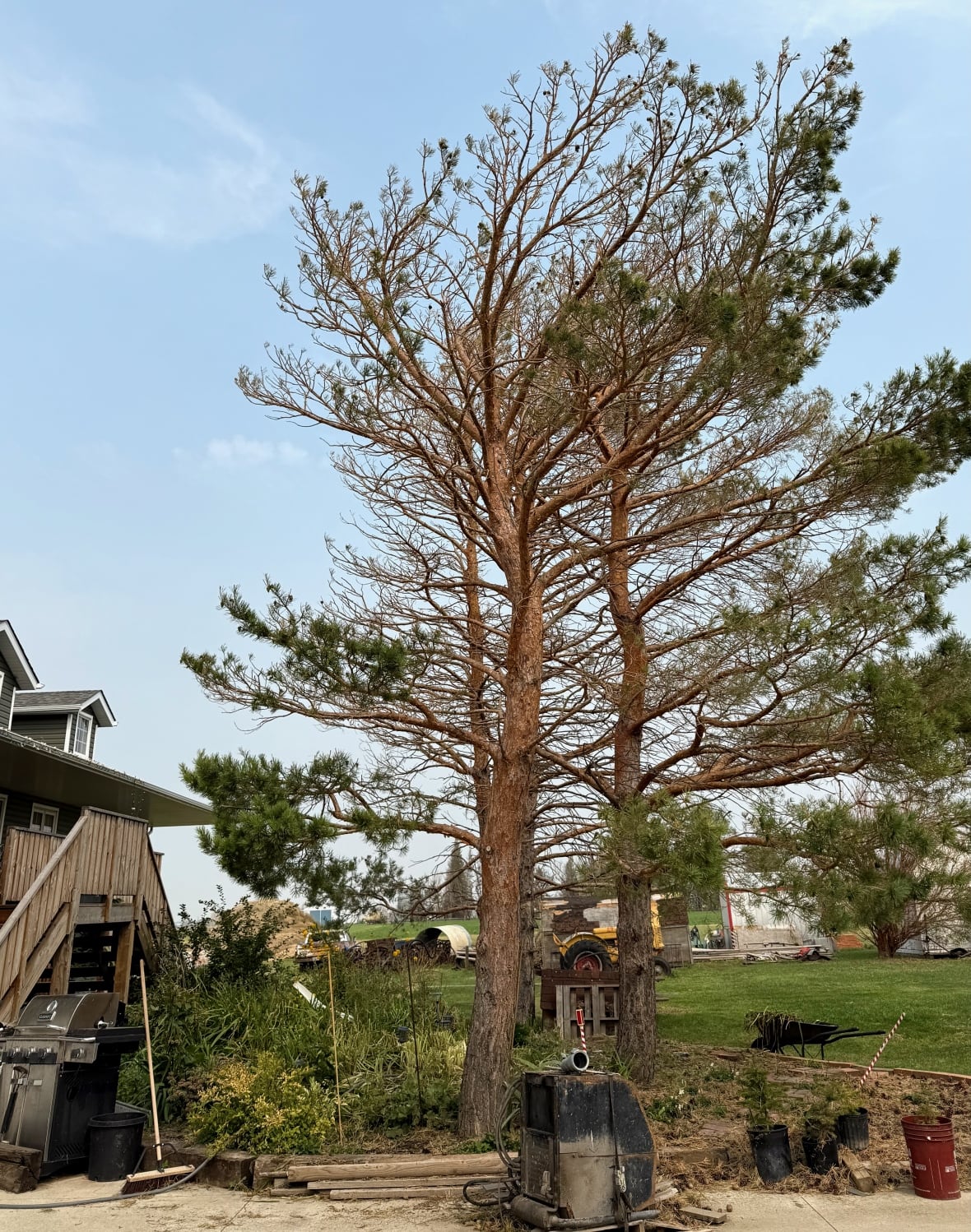 A damaged tree is on a surface near Brooks, high.