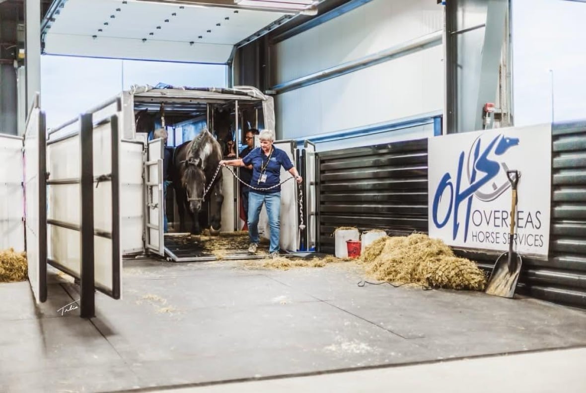 Much paperwork and organization ensures that the horses are ready to address their flight from Belgium to Calgary.