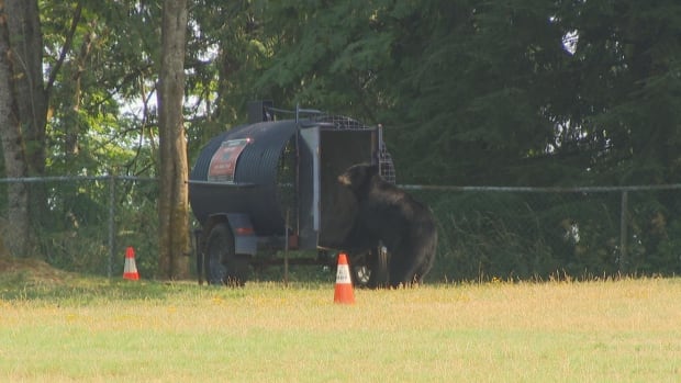 A black bear puts it front paws in a cylinder trap.