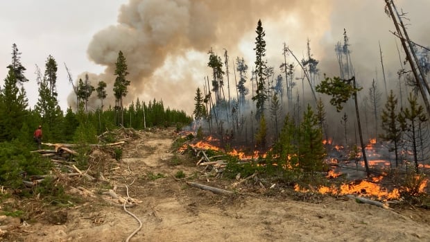 Flames are seen licking the roots of small trees, with a smoke plume in the background.