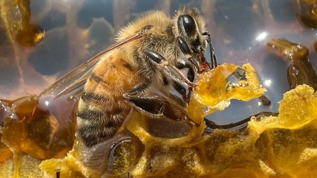 A honeybee in a honeycomb