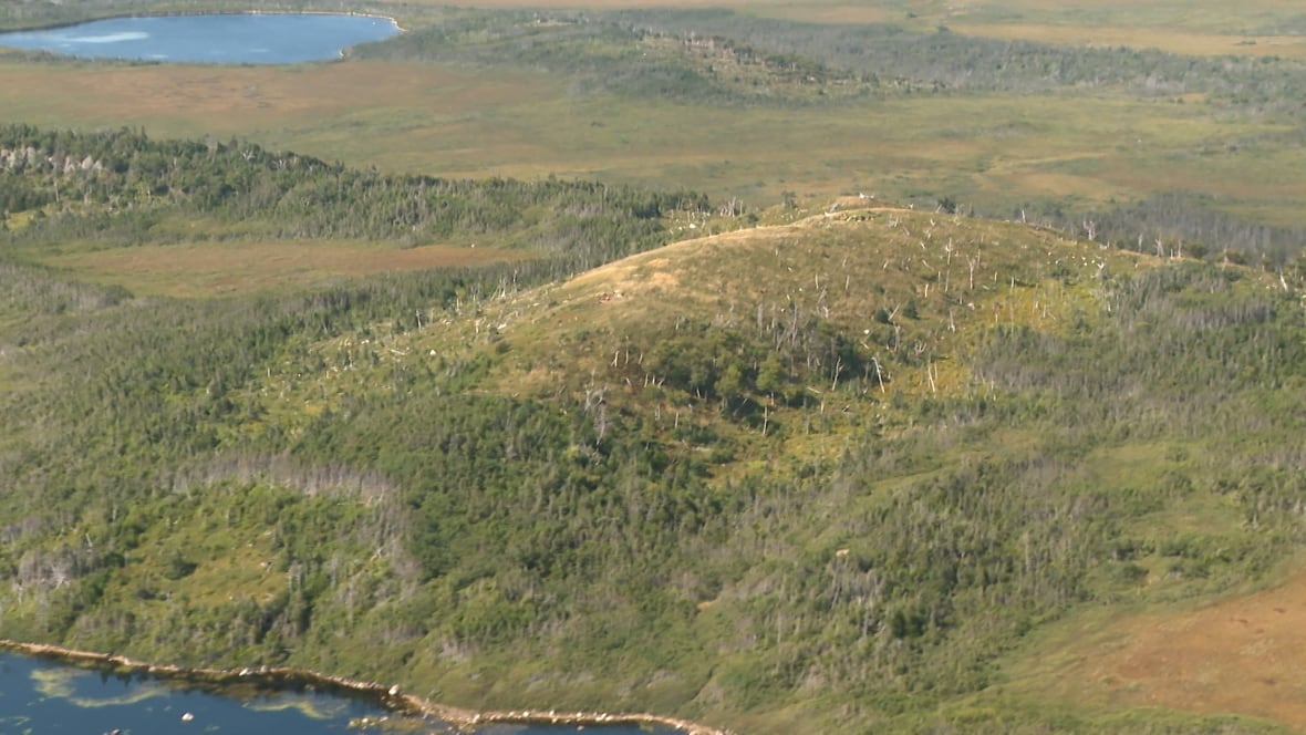 A view from a helicopter of the forest below.