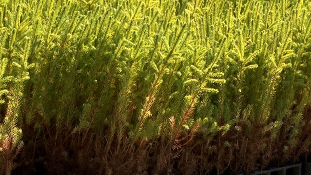Seedlings, packed up on a palette. 