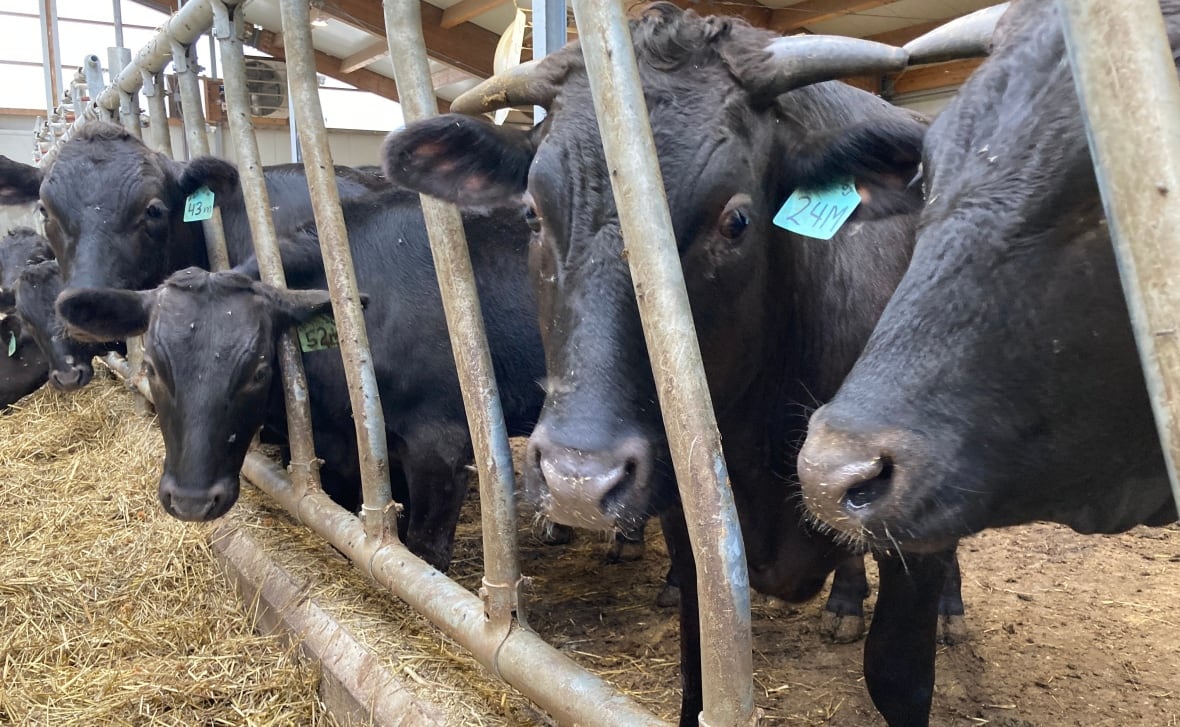 A close-up shot of a row of cows looking through bars in a gate.