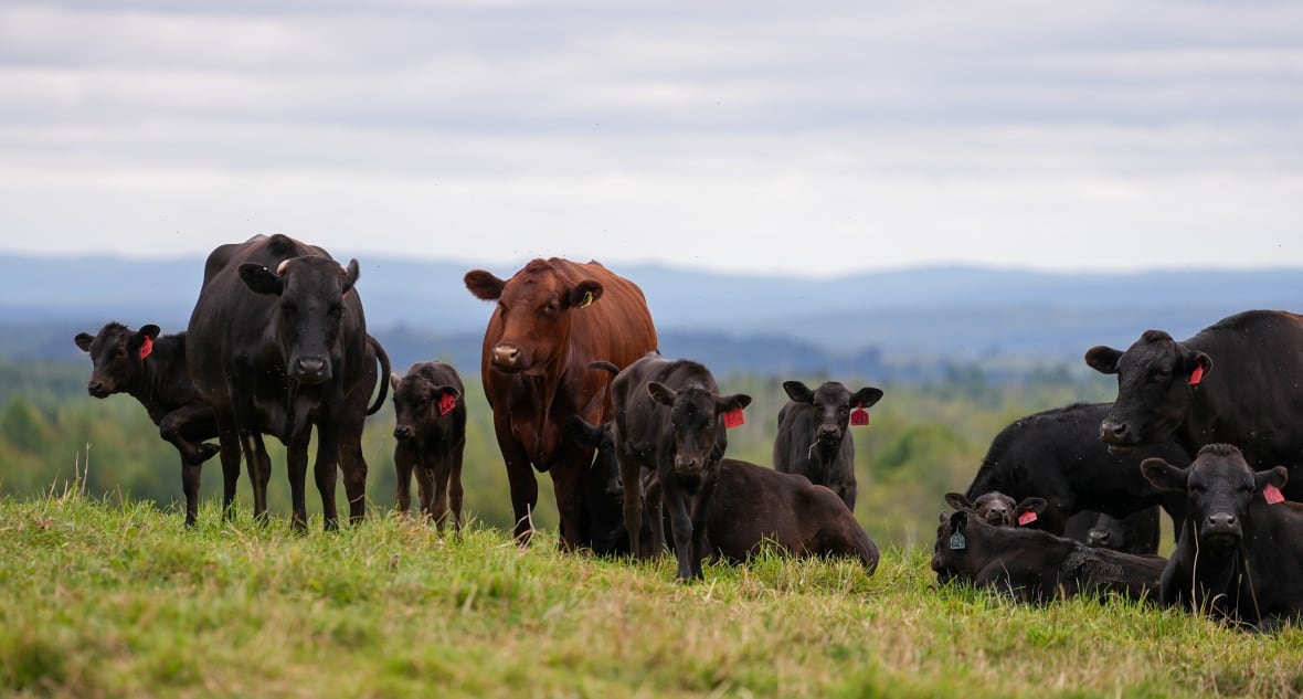 A herd of nearly all-black cows in a field overlooking a valley, with several calves among the adults. 