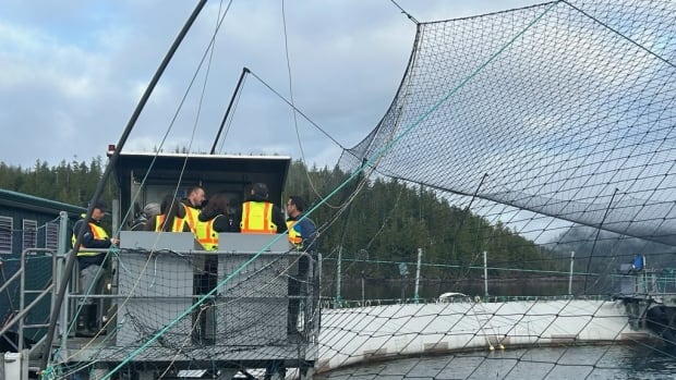 Photo shows a group of people in bright work vests standing on a platform at the edge of a netted pen in water. 