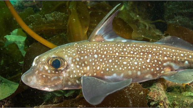 How does the ratfish hold on during sex? With its forehead teeth, of course
