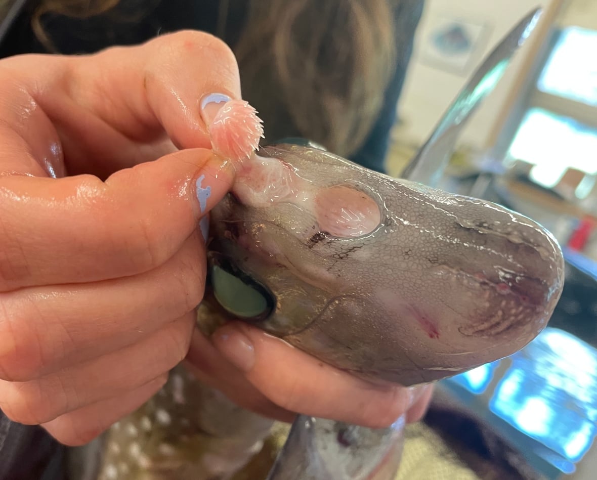 A pair of wet hands with chipped blue nail polish hold up a brown spotted fish. One hand pulls back a small, club-shaped piece of skin on the fish's forehead, revealing pink flesh and a cluster of small, spiky teeth.