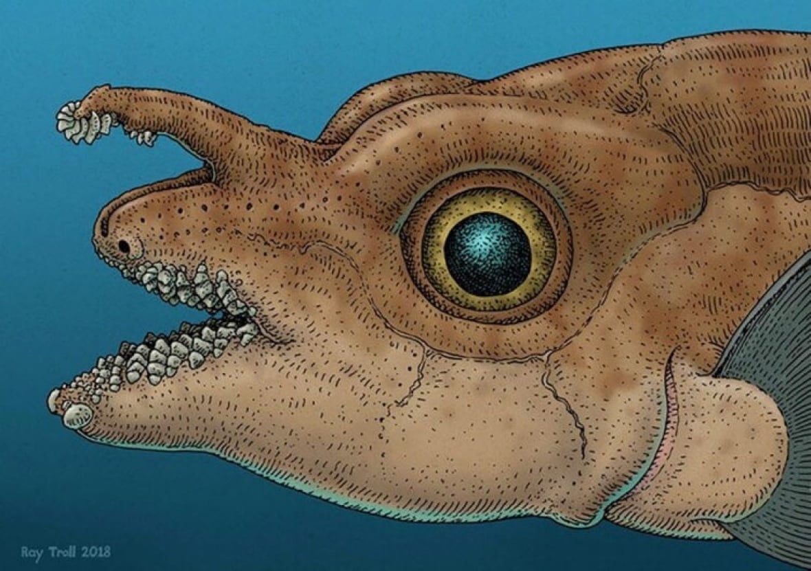 An illustration of a big, weird, brown fish with wrinkly skin, huge yellow eyes, and rows and rows of pointed teeth, both around its mouth and also growing out of the end of an appendage protruding from the top of its snout and dangling over its upper jaw.