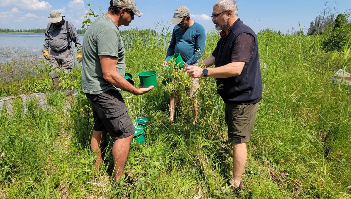 A group of four people standing near long grass holds a small green plastic container