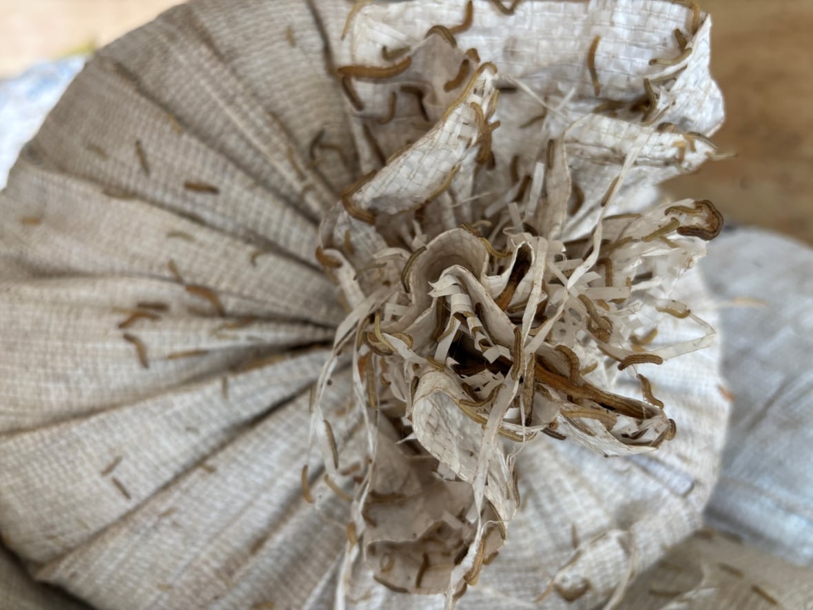 Small insects crawl on white cloth bag