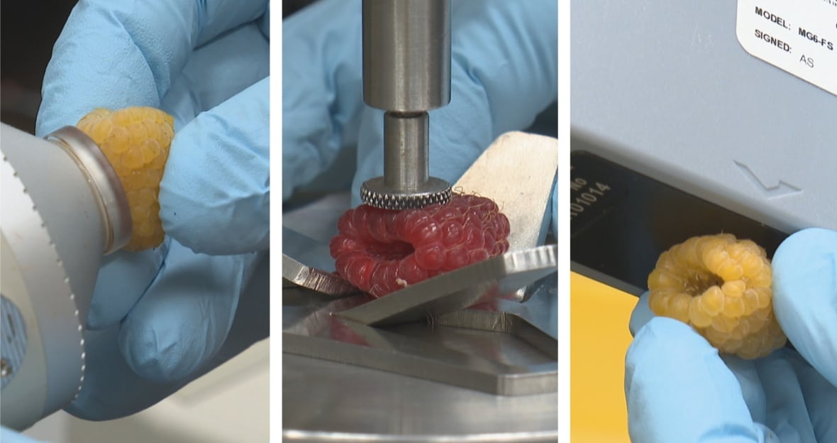 Three images are seen side by side. The left one shows a yellow raspberry held by a gloved hand with a silver instrument held up to it. The centre one shows a red raspberry being slightly squished by a silver instrument. The right one shows a yellow raspberry held up to a black and grey instrument.