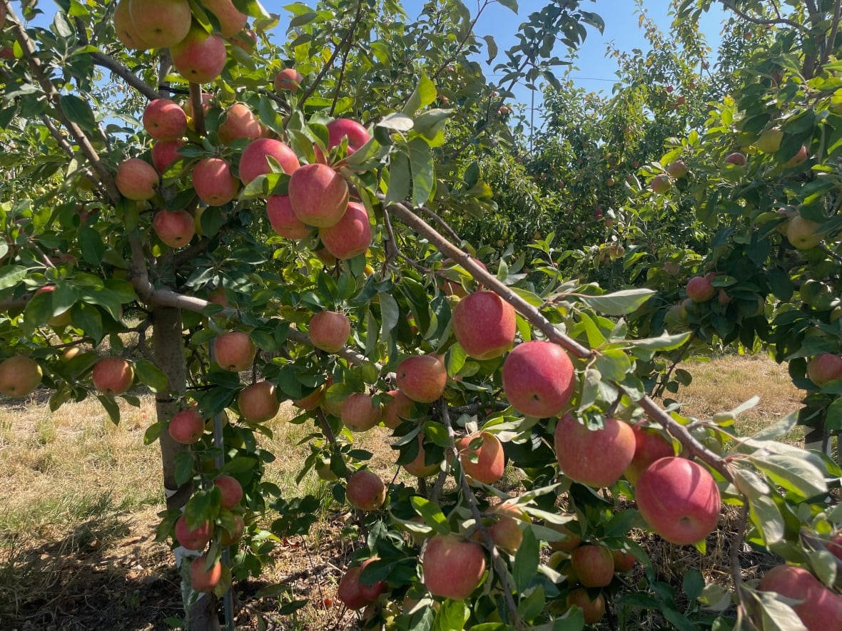 A branch full of bright red apples. 