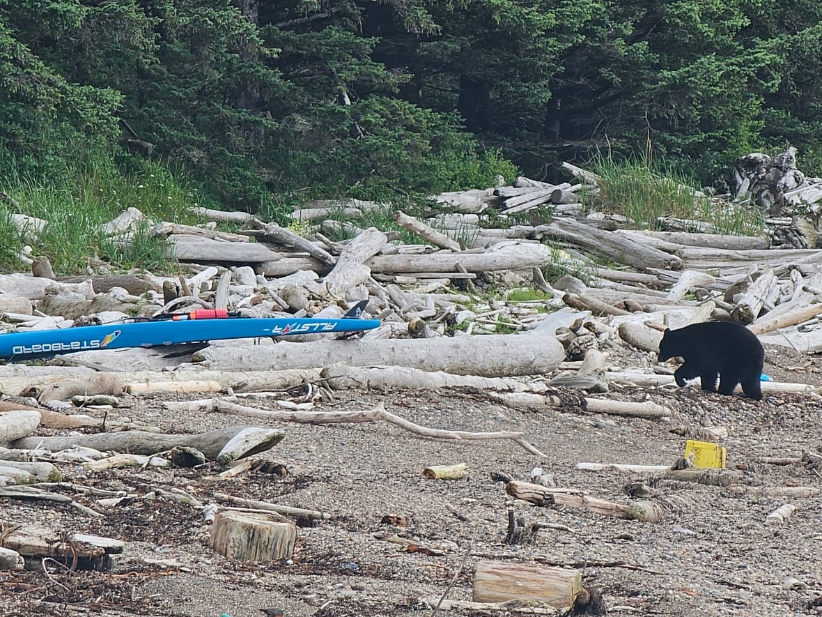 A black bear wanders on a beach covered in driftwood, near a paddleboard