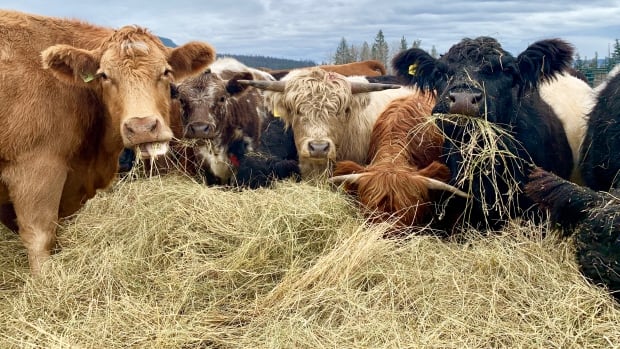 A lineup of cows eating grass, looking at the camera.