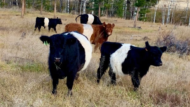 A number of black-and-white cows — with one brown-and-white cow — is seen in a pasture.