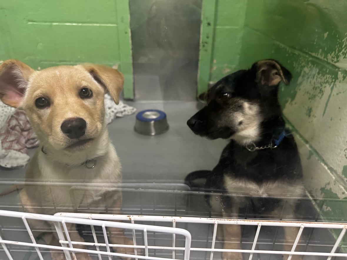 Roxy, a blond mixed breed large dog, and Zipper, a black/tan mixed breed large dog, are in a kennel together inside the Toronto Humane Society