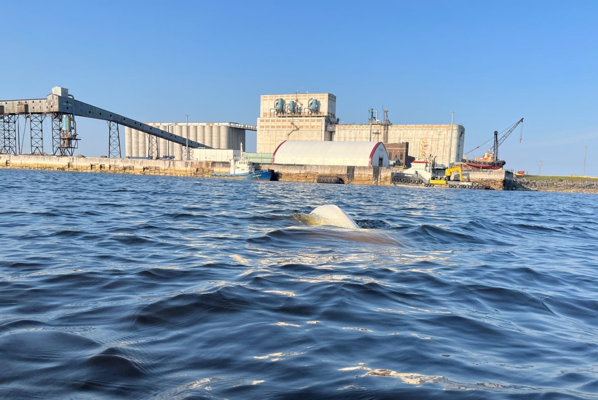 Uma baleia de Beluga superfície para o ar perto do porto de Churchill.