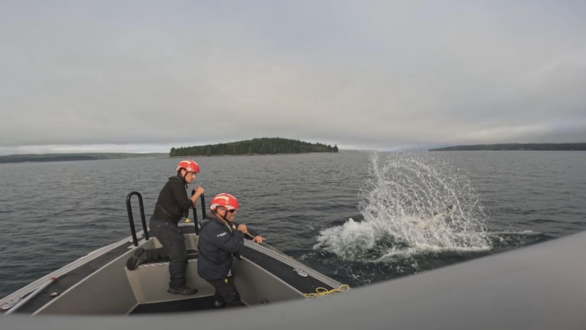 Two people on the front end of a boat tossing equipment into the water where a whale is splashing
