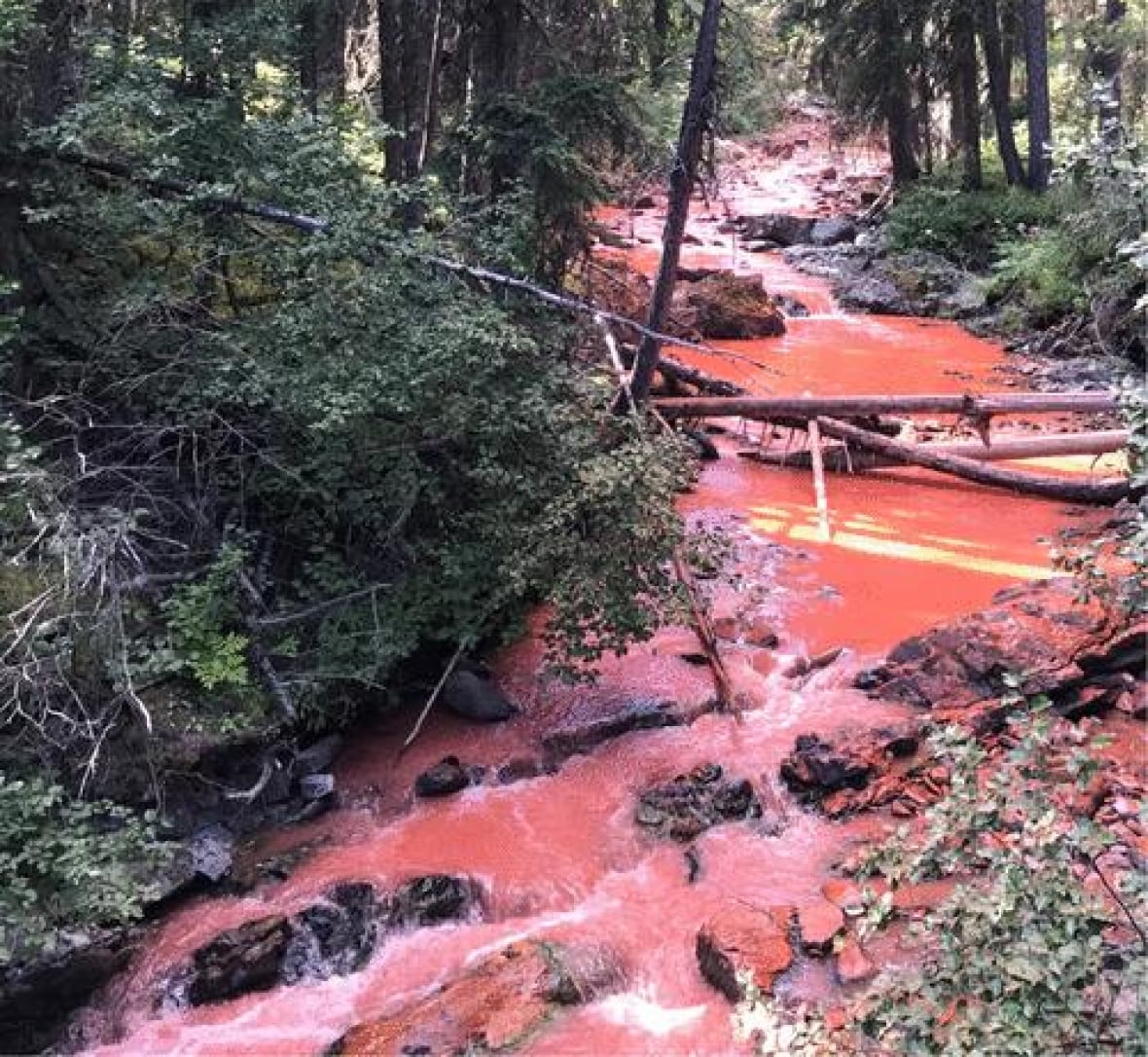 A creek coloured red running through a forest.
