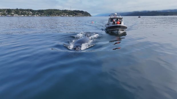 A boat follows a humpback whale closely