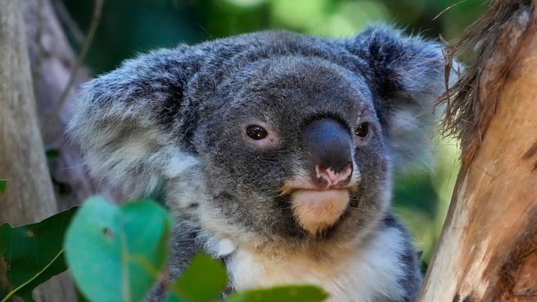 A koala in a tree