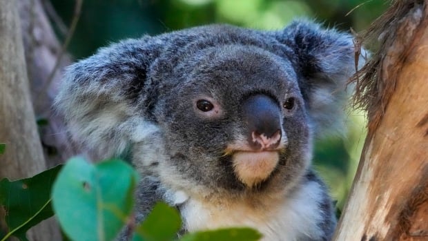 A koala in a tree