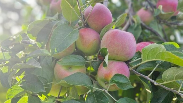 Apples on a tree