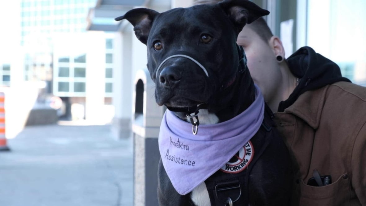 A large black dog wears a purple scarf with the words 'Anakim Assistance' on it. Part of a person's face is seen in the background.