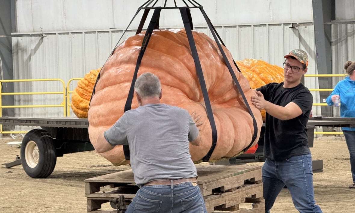 Two men tussle with a massive pumpkin suspended from a tractor.