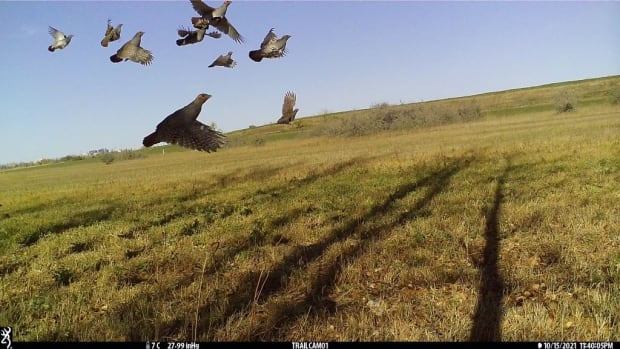 A flock of grey partridge take off in front of a trail camera set up by the Royal Saskatchewan Museum on the outskirts of Regina.