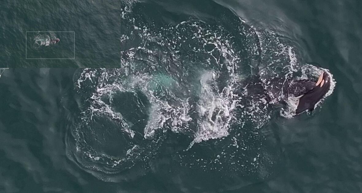 A dead orca calf is seen from above in the water.