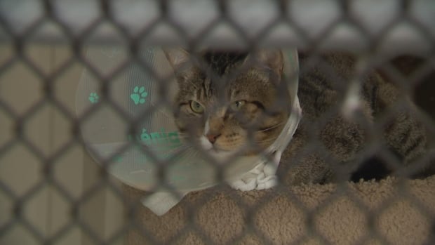 A cat is seen behind a wire fence.