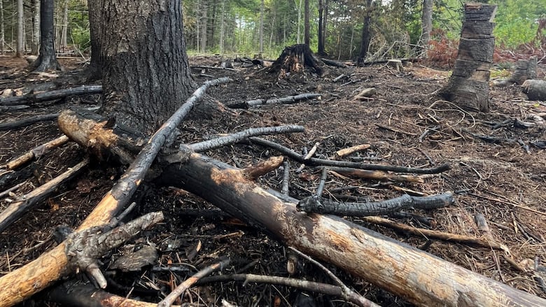 A few tree trunks with blackened bases and some charred branches lying on the ground. Some green standing trees in the distance.